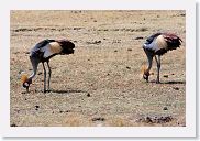 07IntoNgorongoro - 086 * Grey Crowned Crane.